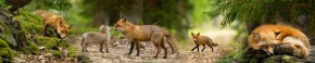 Кухонный фартук Фауна 005 МДФ матовый (3000) Fauna в Стрежевом - strezevoi.ok-mebel.com | фото